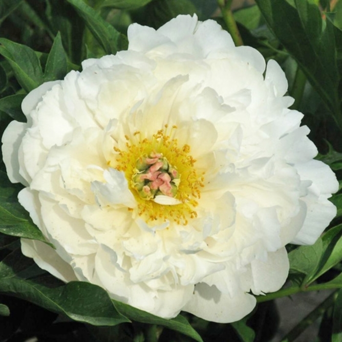 Love Affair Itoh Peony - Paeonia ‘Love Affair’ from R&D Wholesale Nursery