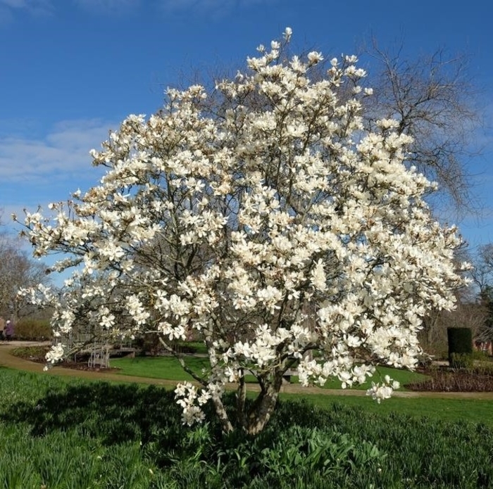 'Ballerina' Magnolia - Magnolia x loebneri from R&D Wholesale Nursery