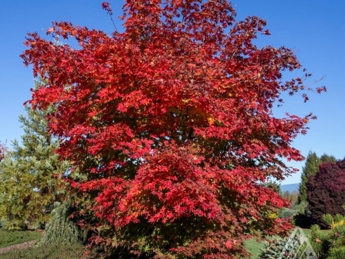North Wind Korean Maple - Acer x pseudosieboldianum North Wind® (‘IslNW’) from R&D Wholesale Nursery