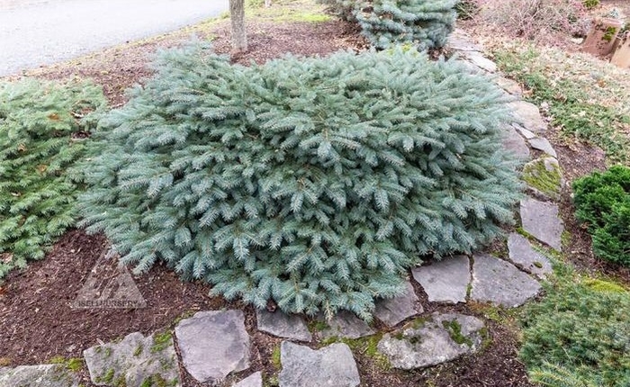Milbrook Blue Spruce - Picea Pungens ‘Millbrook’ from R&D Wholesale Nursery