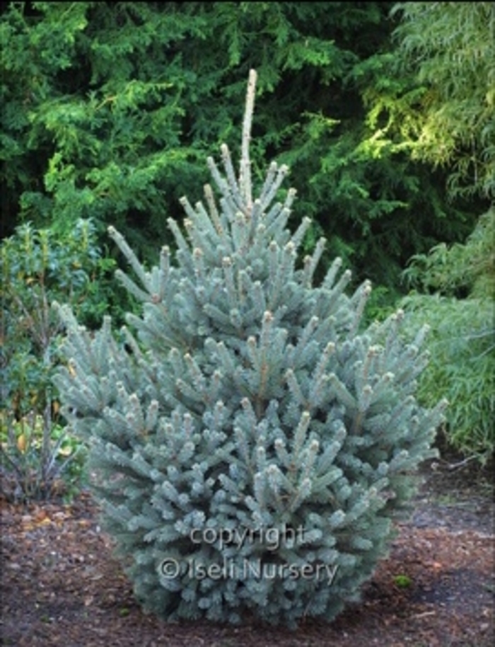 Yukon Blue White Spruce - Picea glauca 'Yukon Blue.' from R&D Wholesale Nursery