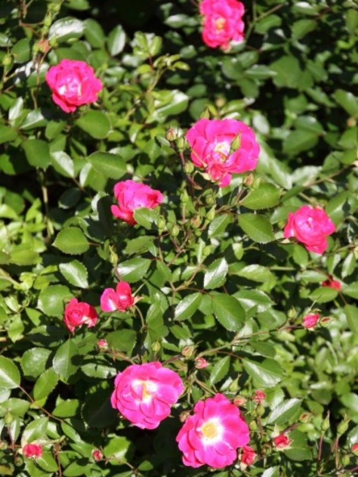Fuchsia Mediland Rose - Rosa 'Fuchsia Meidiland' from R&D Wholesale Nursery