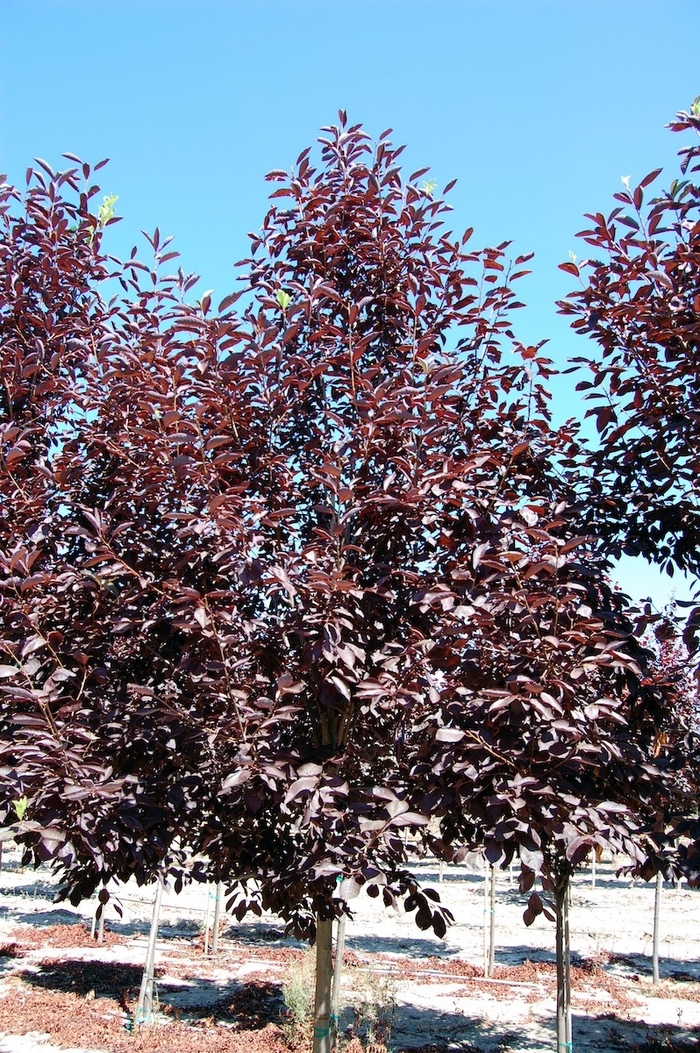 Canada Red Chokecherry - Prunus virginiana from R&D Wholesale Nursery