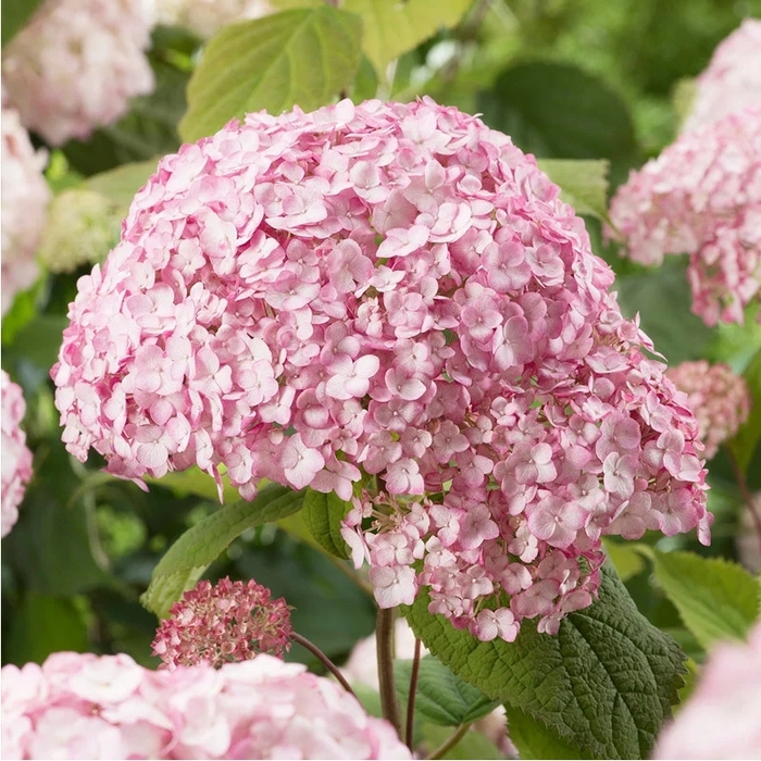 Candybelle Bubblegum Hydrangea - Hydrangea arborescens 'Bubblegum.' from R&D Wholesale Nursery