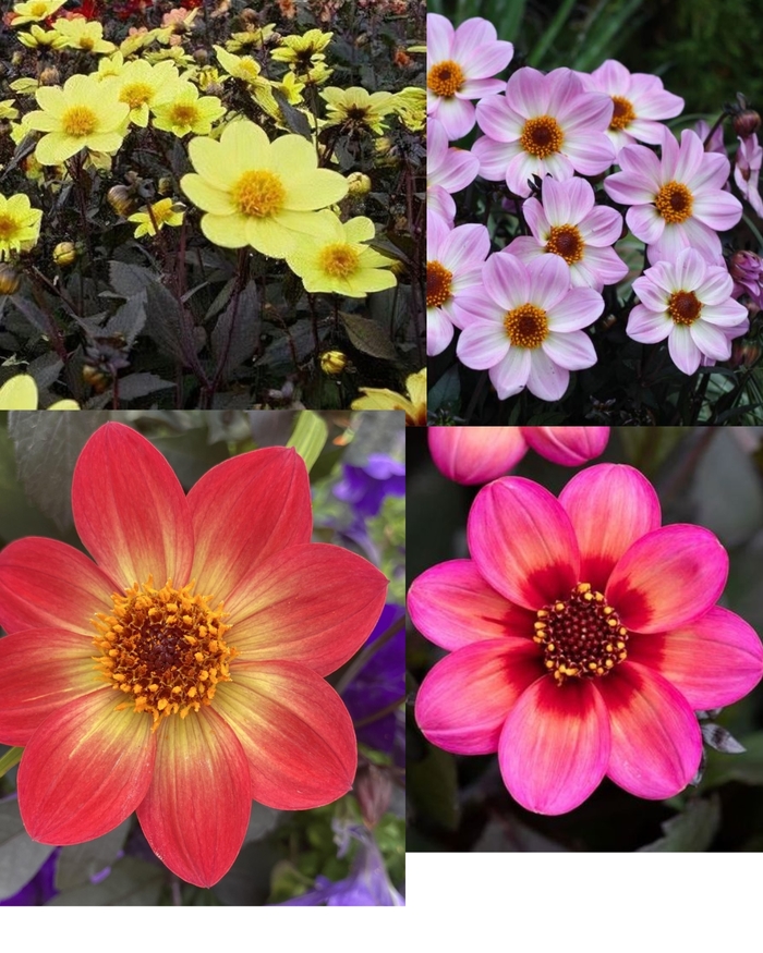 Assorted Dahlias - Dahlegria from R&D Wholesale Nursery