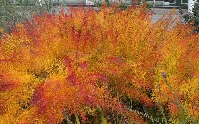Butterscotch&trade; Bluestar - Amsonia hubrichtii from R&D Wholesale Nursery