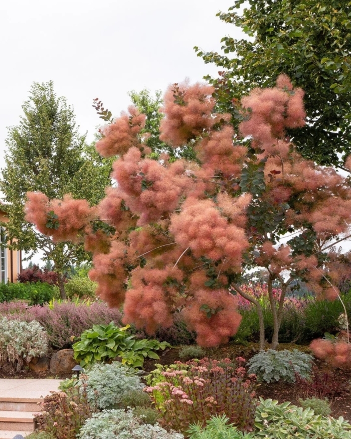 'Grace' Purple Smoke Tree - Cotinus from R&D Wholesale Nursery