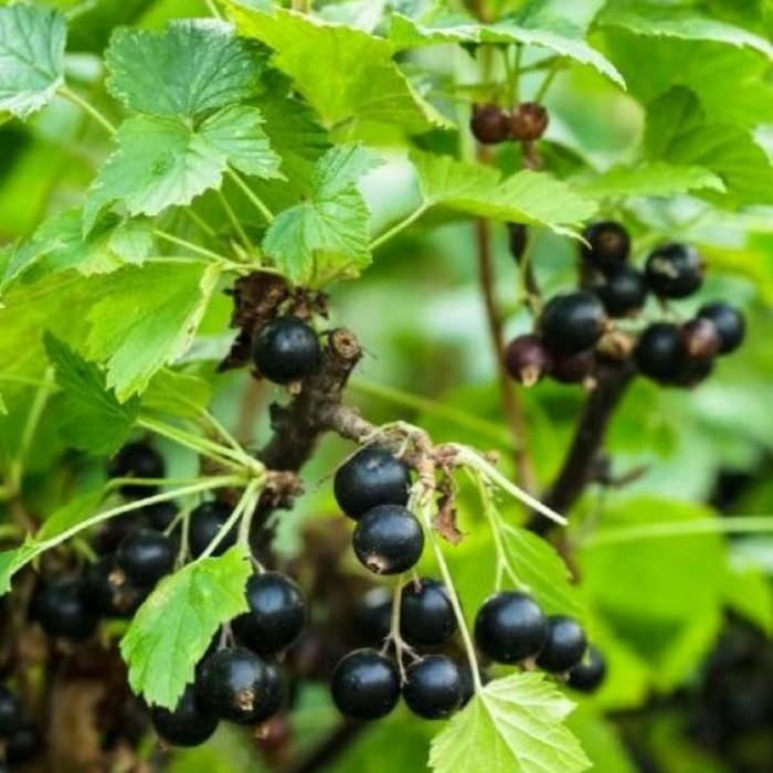 Consort Black Currant - Ribes nigrum 'Consort.' from R&D Wholesale Nursery