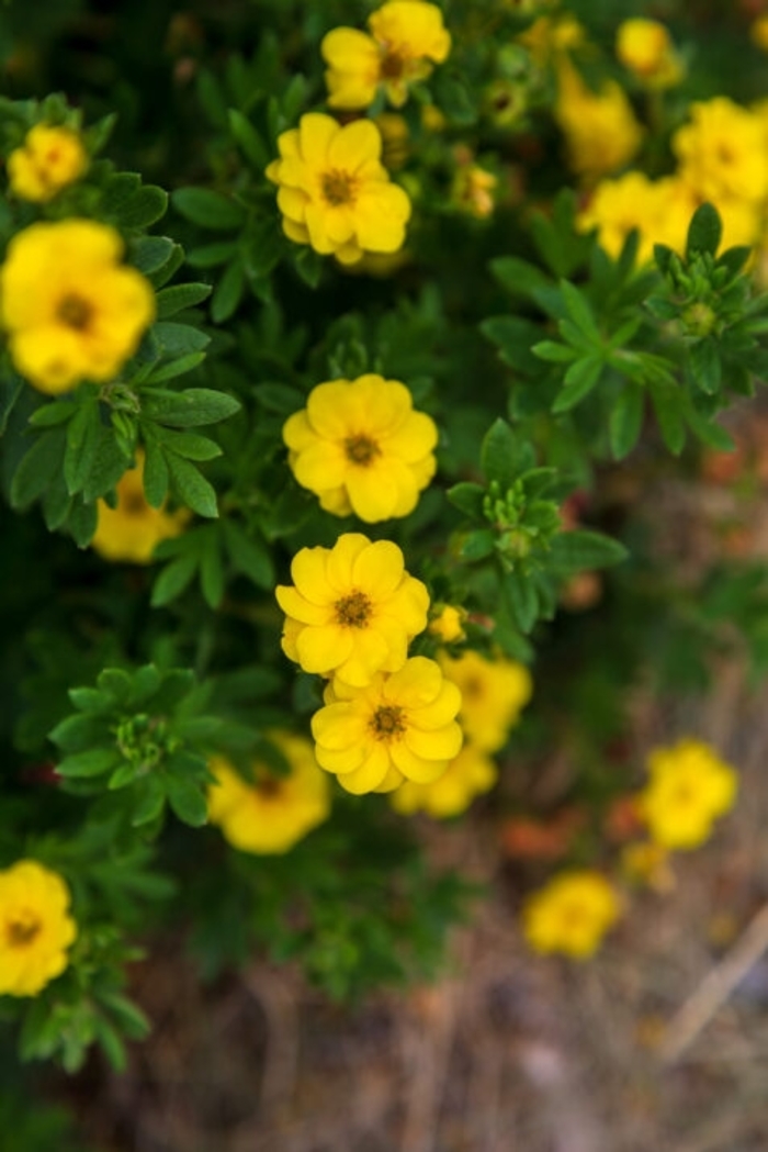 Pineapple Tart Potentilla - Potentilla fruit. 'Pineapple Tart' from R&D Wholesale Nursery