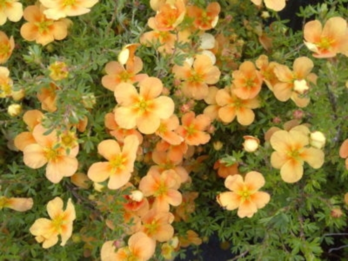 Orange Whisper Potentilla - Potentilla fruit. 'Orange Whisper' from R&D Wholesale Nursery