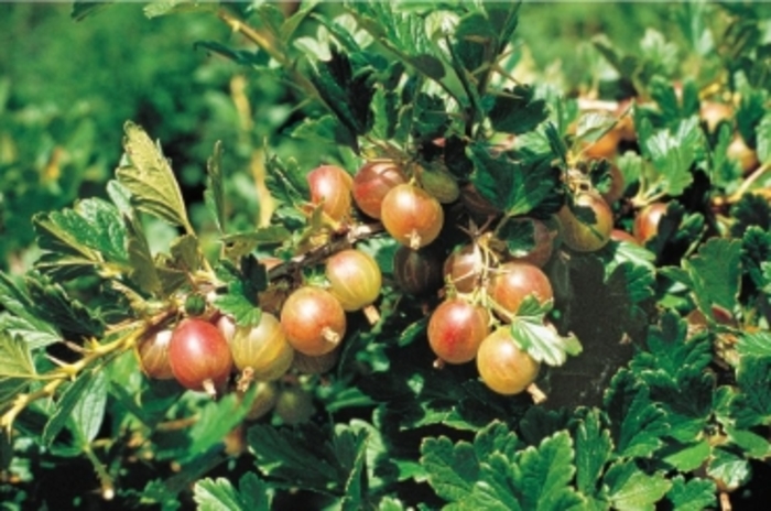 Hairy Stem Gooseberry - Ribes hirtellum from R&D Wholesale Nursery