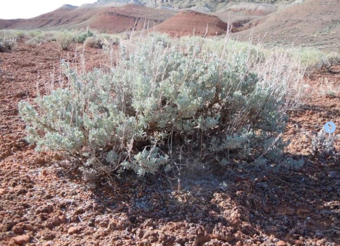 Wyoming Big Sagebrush - Artemisia tridentata ssp. wyomingensis from R&D Wholesale Nursery