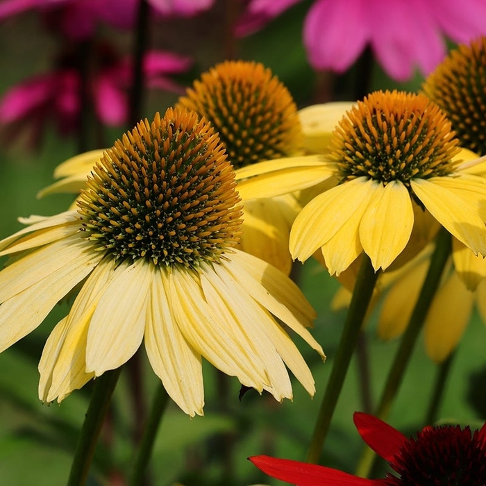 'Mellow Yellow' Coneflower - Echinacea purpurea from R&D Wholesale Nursery