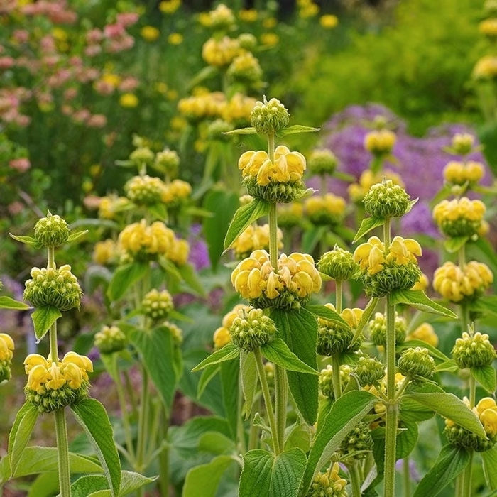 Hardy Jerusalem Sage - Phlomis russeliana from R&D Wholesale Nursery
