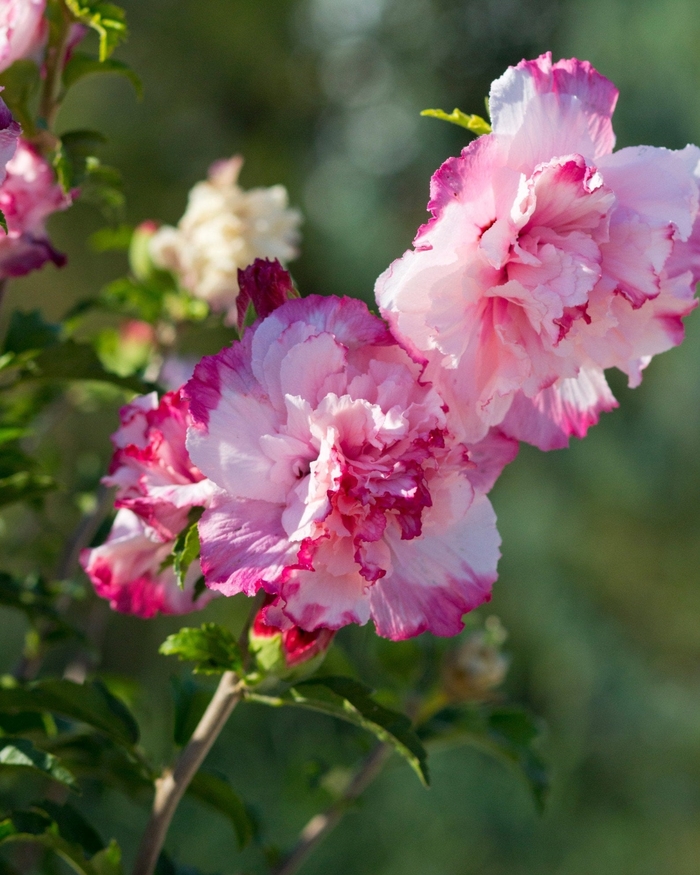 'Danica' Rose of Sharon - Hibiscus syriacus from R&D Wholesale Nursery