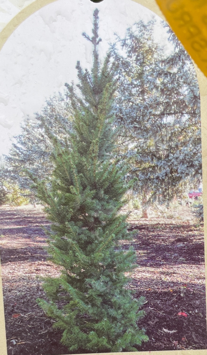Polaris-Northern Star White Spruce - Picea glauca 'Polaris-Northern Star' from R&D Wholesale Nursery