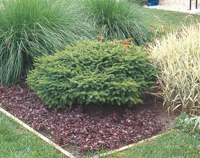 Nest Select Dwarf Nest Spruce - Picea abies 'Nest Select' from R&D Wholesale Nursery