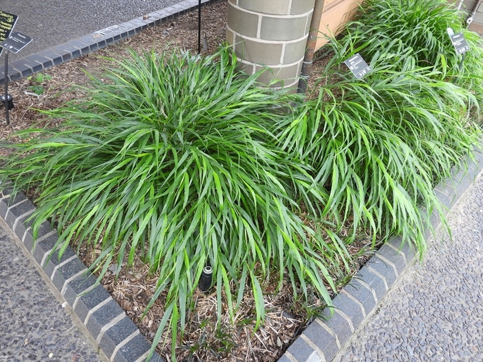 Beni Kaze Japanese Forest Grass - Hakonechloa macra 'Beni Kaze' from R&D Wholesale Nursery