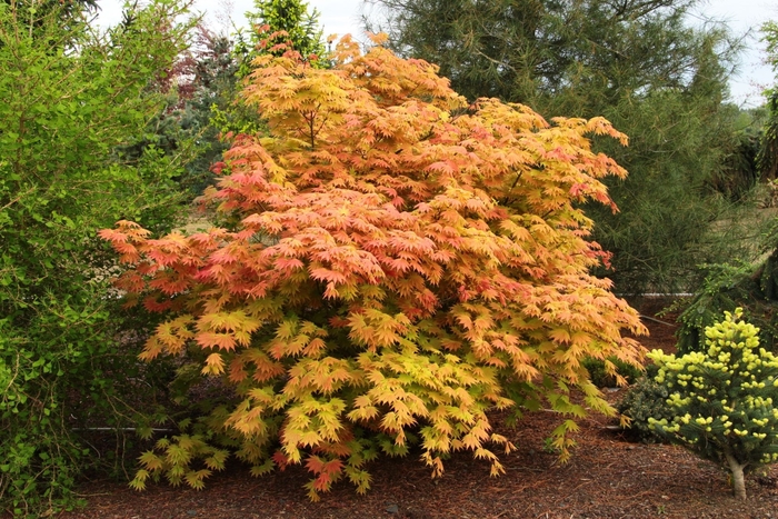 Autumn Moon Japanese Maple - Acer shirasawanum from R&D Wholesale Nursery