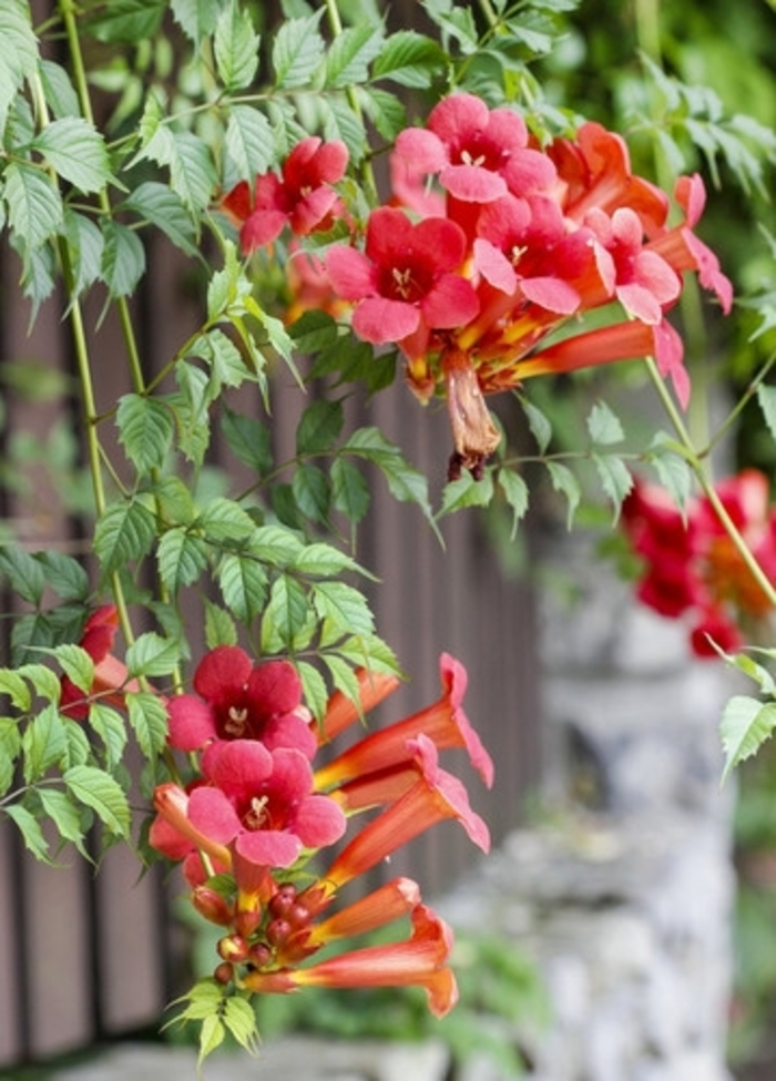 'Flamenco' Trumpet Vine - Campsis radicans from R&D Wholesale Nursery
