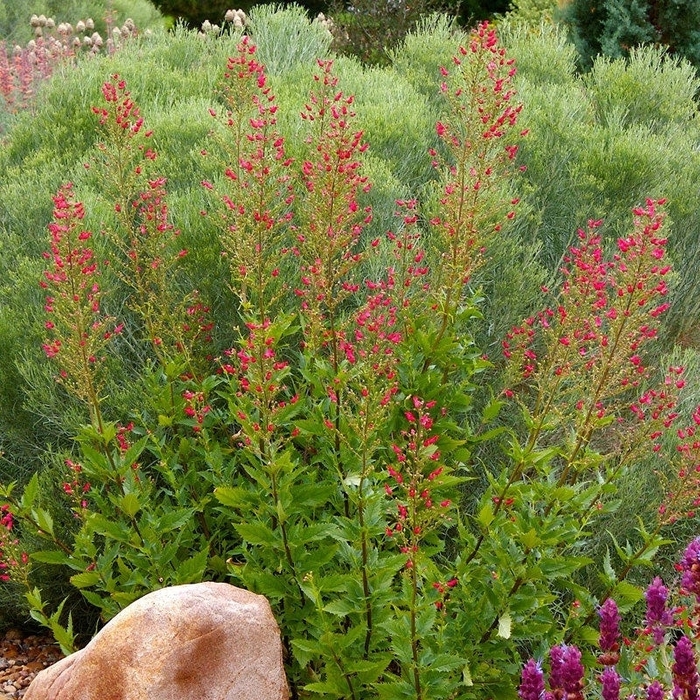 Redbirds in a Tree - Scrophularia macrantha from R&D Wholesale Nursery