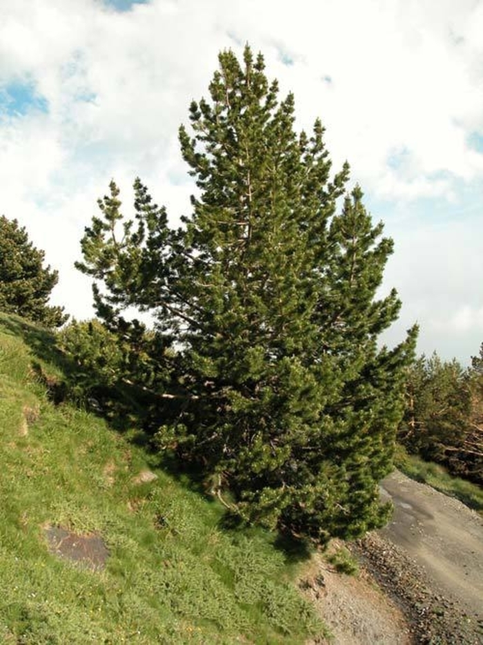 Mountain Pine - Pinus uncinata from R&D Wholesale Nursery