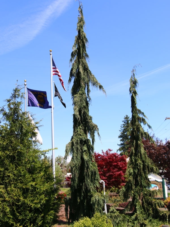 Green Arrow Alaskan Cedar - Chamaecyparis nootkatensis from R&D Wholesale Nursery