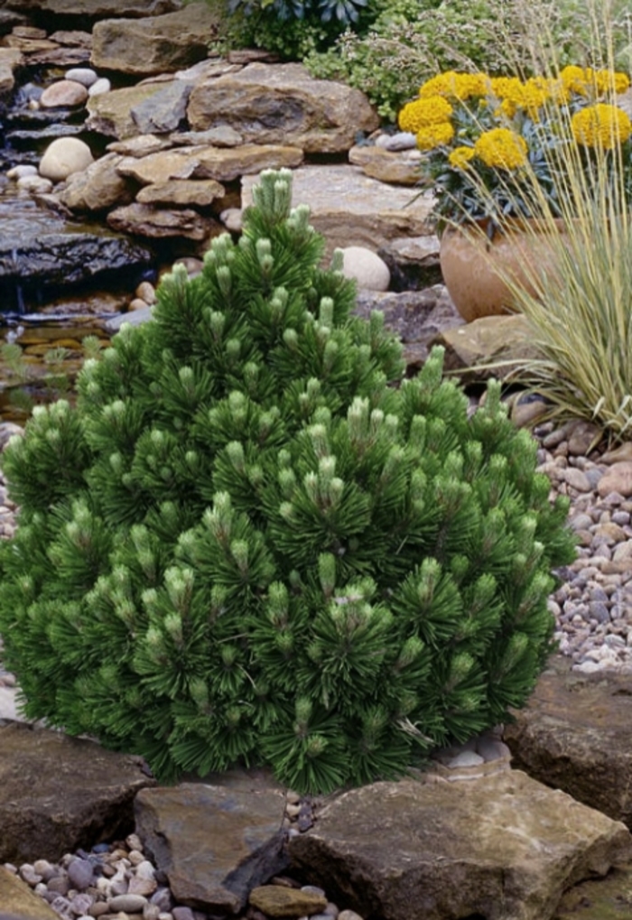 Banderica Dwarf Bosnian Pine - Pinus leucodermis 'Banderica' from R&D Wholesale Nursery