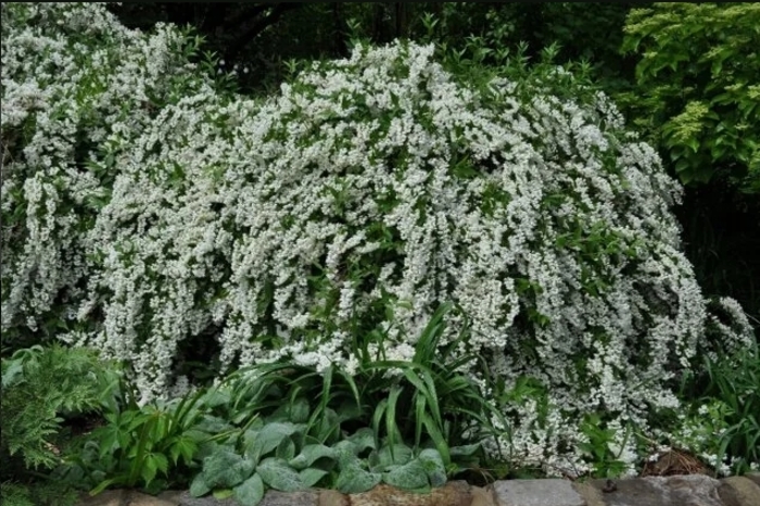 Miniature Snowflake Mock Orange - Philadelphus x virginalis 'Dwarf Snowflake' from R&D Wholesale Nursery