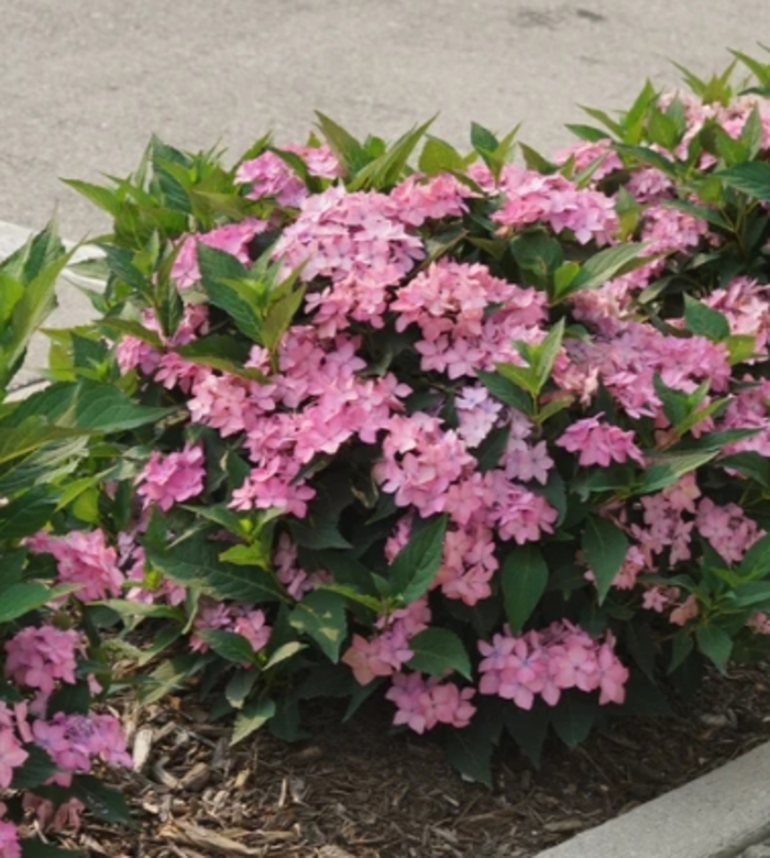 Let's Dance Can Do Hydrangea - Hydrangea macrophylla × serrata from R&D Wholesale Nursery