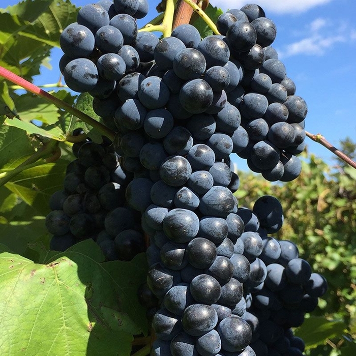 'Marquette' Grape - Vitis from R&D Wholesale Nursery