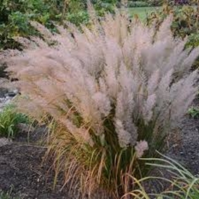 'Caspian' Feather Reed Grass - Calamagrostis arundinacea var brachytricha from R&D Wholesale Nursery