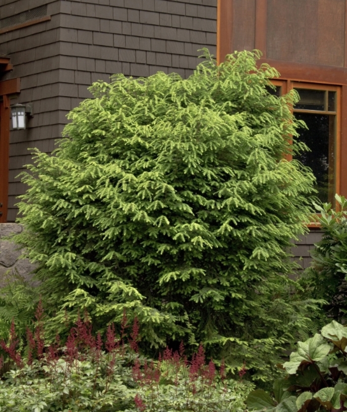 Canadian Hemlock - Tsuga canadensis from R&D Wholesale Nursery