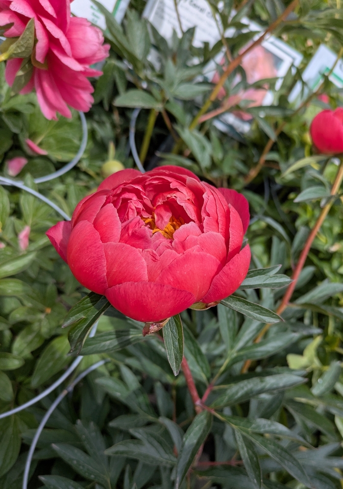 Raspberry Charm Peony - Paeonia 'Raspberry Charm' from R&D Wholesale Nursery