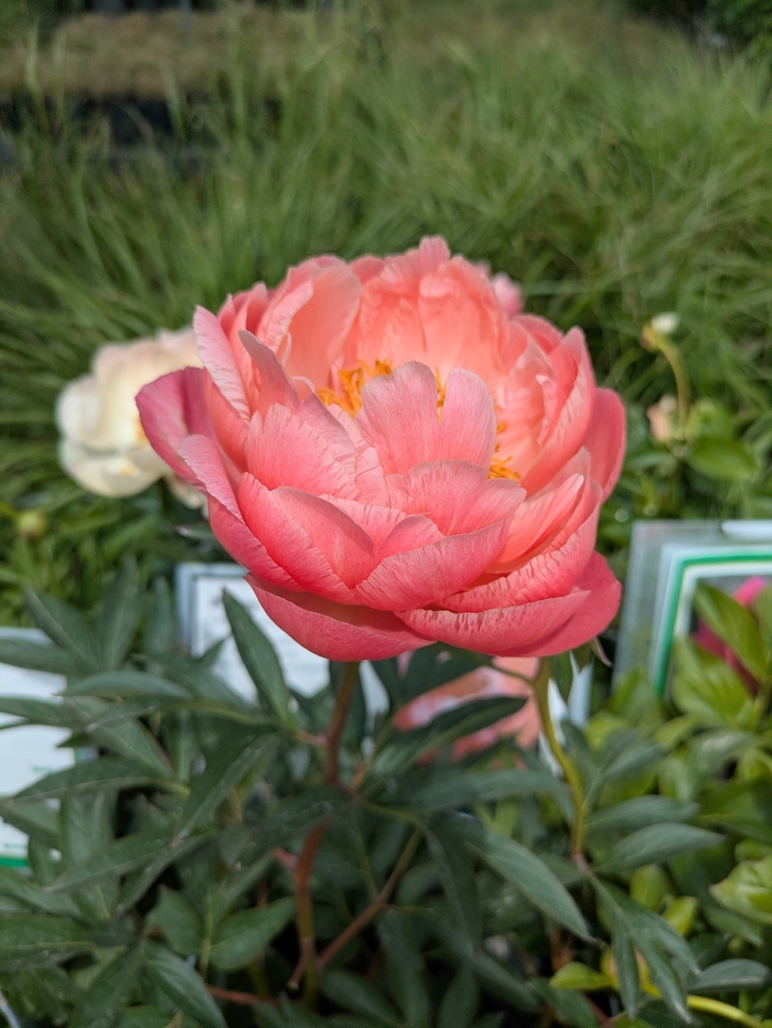 Coral Charm Peony - Paeonia lactiflora 'Coral Charm' from R&D Wholesale Nursery