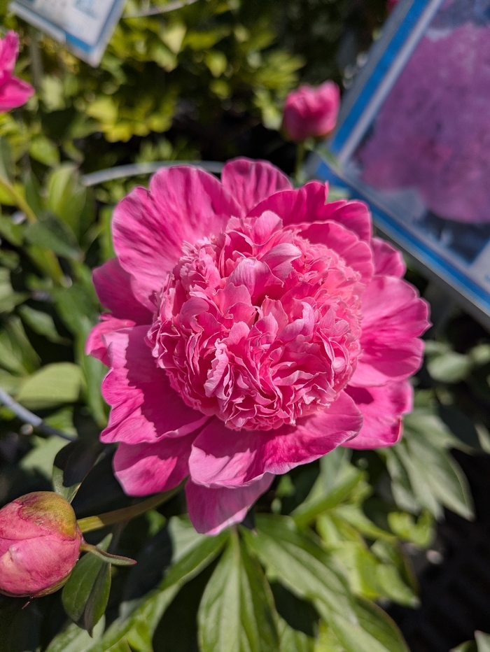 Geraldine Peony - Paeonia Geraldine from R&D Wholesale Nursery