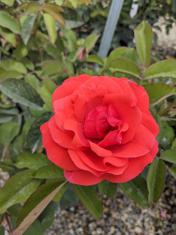 Living Easy Hardy Shrub Rose - Rosa floribunda 'Living Easy' from R&D Wholesale Nursery
