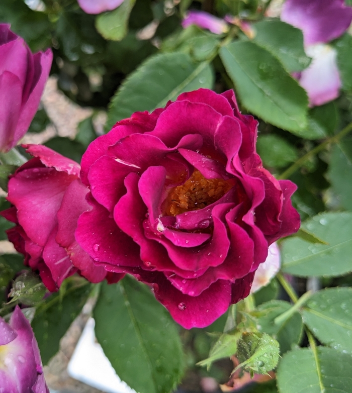 Stormy Weather Climbing Rose - Rosa 'Stormy Weather' from R&D Wholesale Nursery