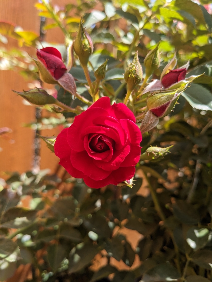 Blaze Improved Climbing Rose - Rosa 'Blaze' from R&D Wholesale Nursery