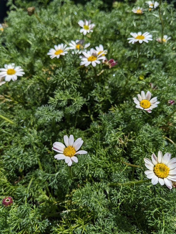 Spring Carpet Mount Atlas Daisy - Anacyclus depressus from R&D Wholesale Nursery