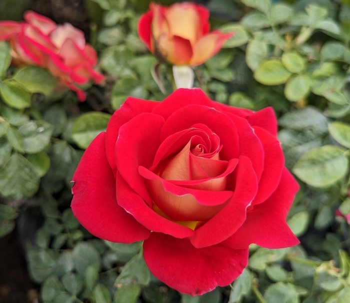 Ketchup & Mustard Floribunda Rose - Rosa from R&D Wholesale Nursery