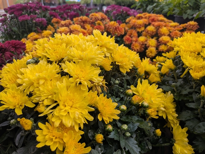 Assorted Fall Mums - Chrysanthemum grandiflorum from R&D Wholesale Nursery