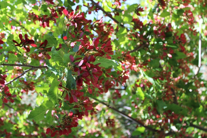 Hot Wings® Tatarian Maple - Acer tataricum 'GarAnn' from R&D Wholesale Nursery