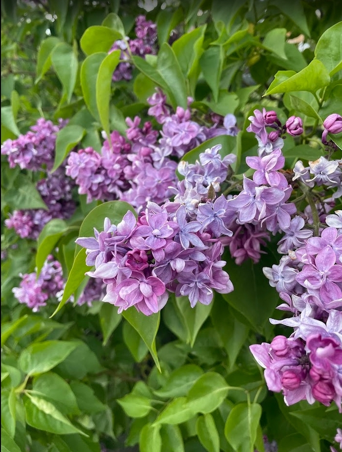Katherine Havemyer Lilac - Syringa vulgaris 'Katherine Havemyer' from R&D Wholesale Nursery
