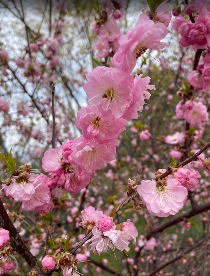 Pink Flowering Almond - Prunus glandulosa 'Rosea' from R&D Wholesale Nursery