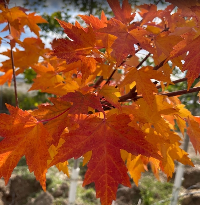 Sienna Glen® Maple - Acer x freemanii 'Sienna' from R&D Wholesale Nursery