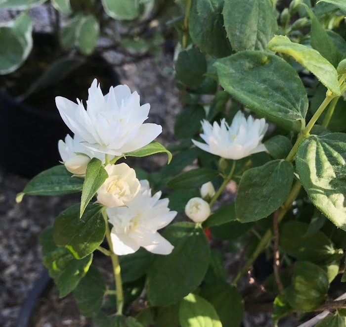 Miniature Snowflake Mock Orange - Philadelphus x virginalis 'Dwarf Snowflake' from R&D Wholesale Nursery
