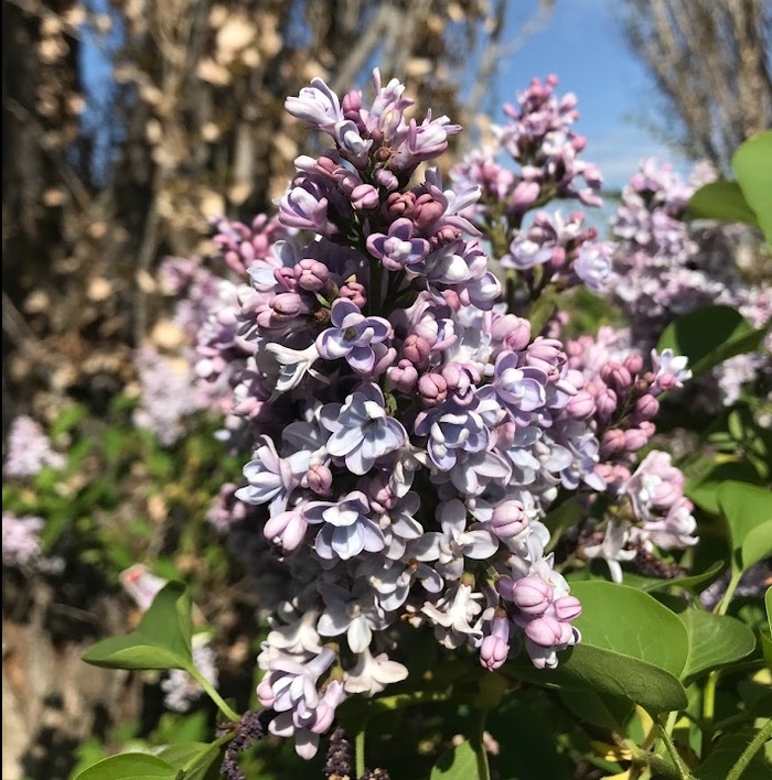 President Grevy Blue Lilac - Syringa vulgaris 'President Grevy' from R&D Wholesale Nursery