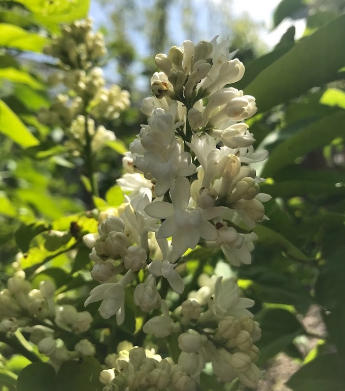 Ellen Wilmot White Lilac - Syringa vulgaris 'Ellen Willmot' from R&D Wholesale Nursery
