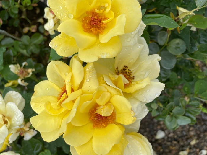 Carefree Sunshine Rose - Rosa radsun 'Carefree Sunshine' from R&D Wholesale Nursery